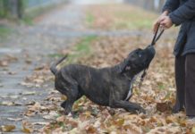 Cane corso 616 0 Cane corso